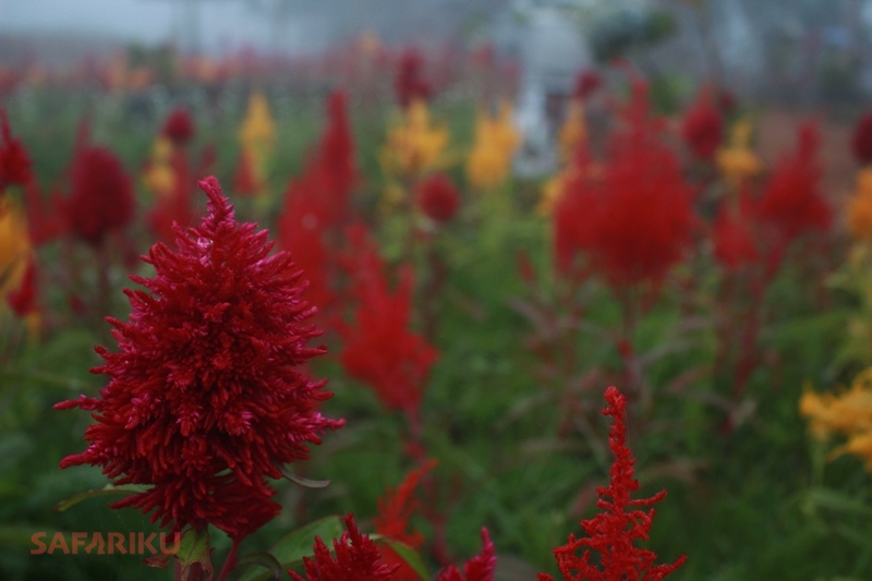 Wisata Celosia Gunung Salak
