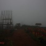 Magis Celosia dalam Kabut Gunung Salak
