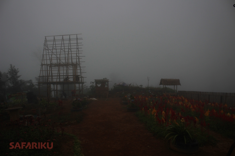 Magis Celosia dalam Kabut Gunung Salak