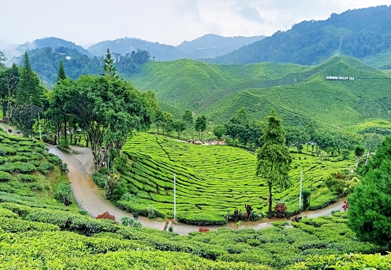 Terbuai Cameron Highlands Malaysia